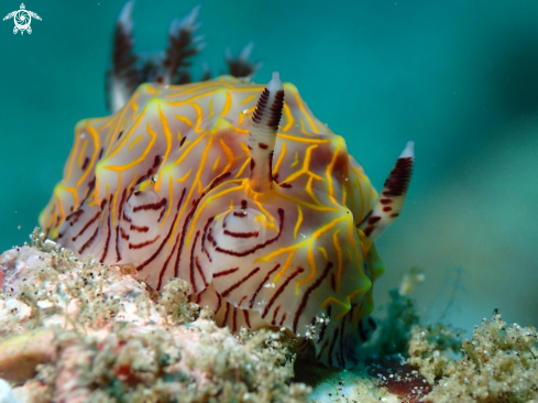 A Halgerda elegans | Nudibranch