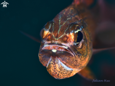 A Cardinalfish