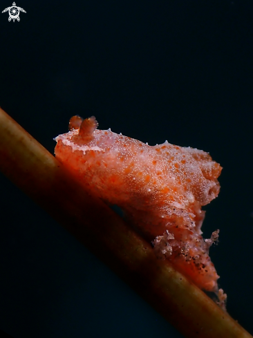 A Polycera sp. | Nudibranch