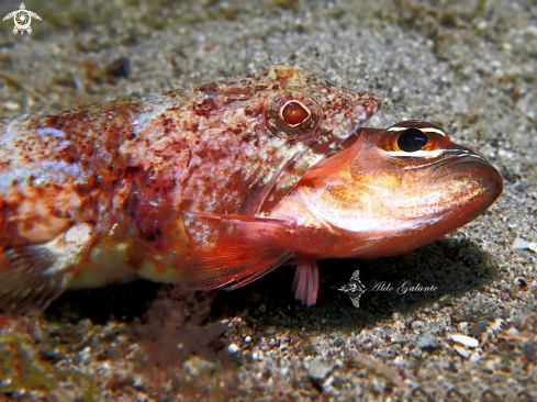 A Reef Lizardfish