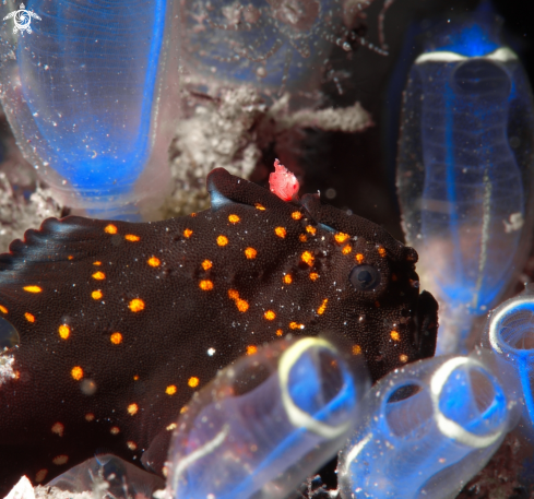 A frog fish