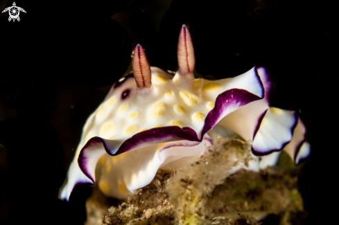 A Goniobranchus hintuanensis