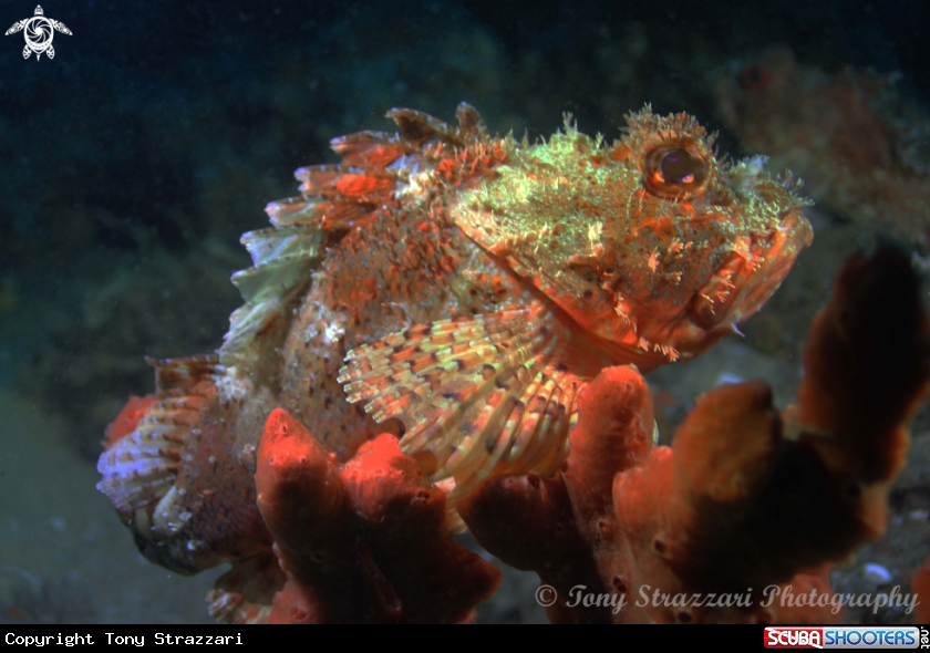 A Eastern Red Scorpionfish
