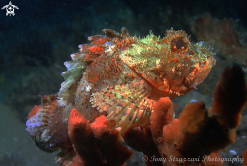 A Scorpaena jacksoniensis | Eastern Red Scorpionfish