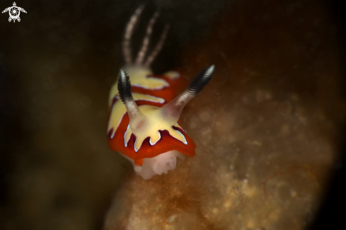 A Nudibranch Goniobranchus fidelis