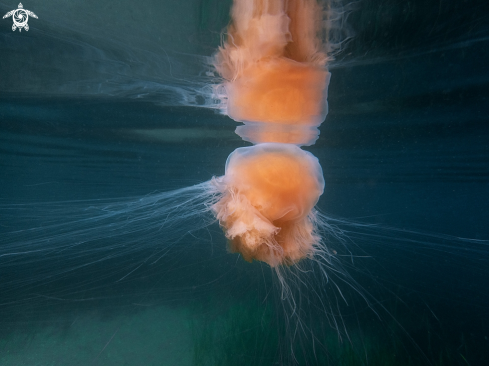 A Lions mane jelly