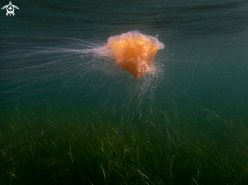 A Lions mane jelly