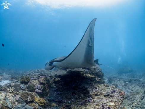 A Manta alfredi  | Manta Ray