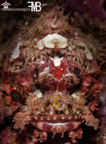 A Scorpaenopsis papuensis | Scorpion fish