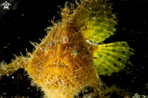 A Hairy frogfish