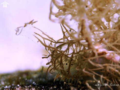 A Melibe Colemani | Melibe Nudibranch
