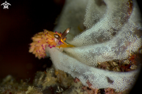 A Nudibranch Favorinus mirabilis