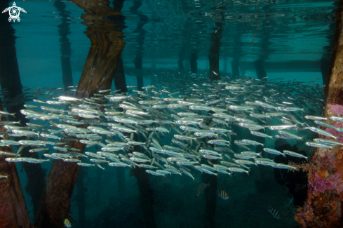 A Life under Jetty