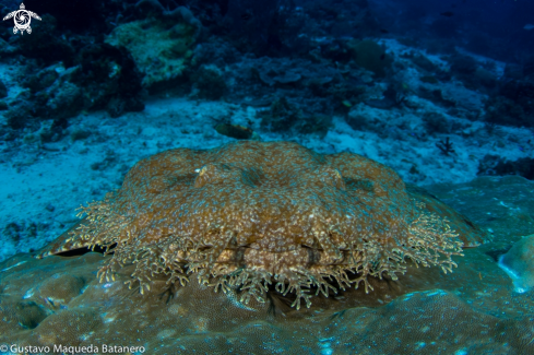 A Banded Wobbegong shark