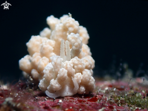 A Phyllodesmium tuberculatum | Nudibranch