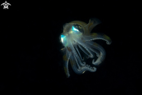 A  Bigfin reef squid or oval squid (Sepioteuthis lessoniana)