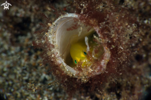 A Yellow Pygmy Goby (Lubricogobius exiguus)