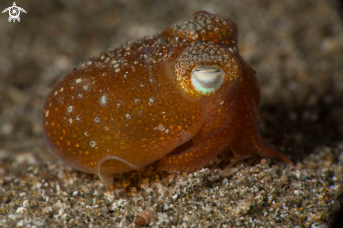 A Tropical bottletail squid (Sepiadarium kochi)