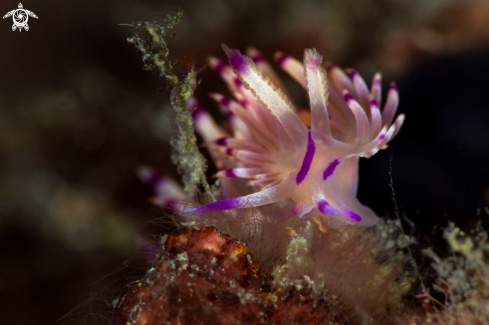 A Nudibranch Coryphellina rubrolineata