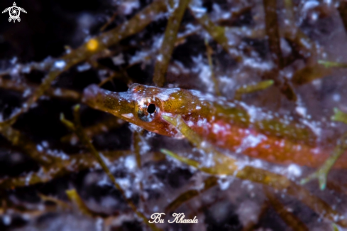 A Pipefish 