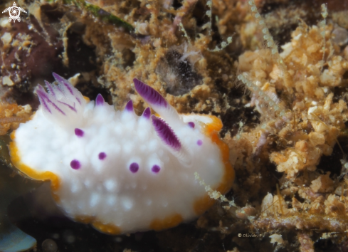 A Mexichromis katalexis  | Mexichromis 