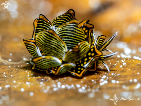 A Cyerce nigra (Bergh, 1871) | Tiger Butterfly Nudibranch