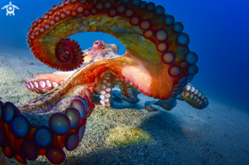 A Octopus vulgaris