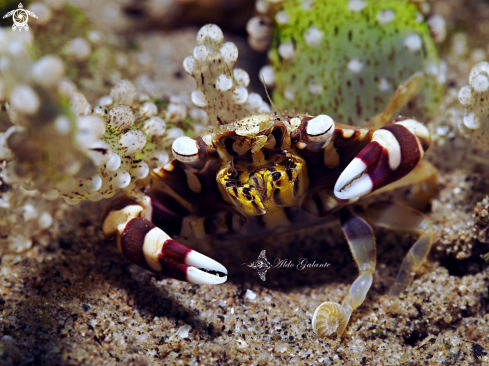 A Harlequin Swimming Crab 