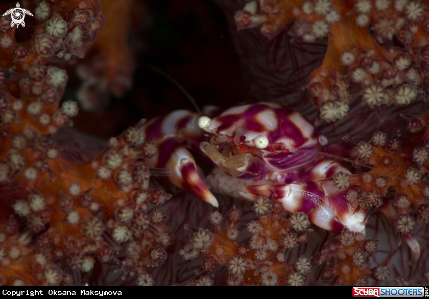 A Soft Coral Porcelain Crab (Lissoporcellana nakasonei) carrying the eggs