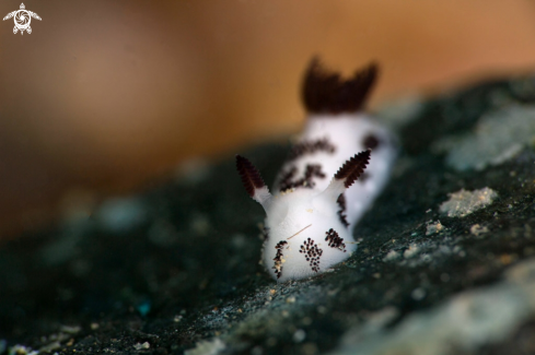 A Nudibranch Jorunna funebris