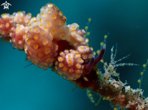 A Nudibranch & Shrimp