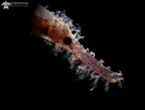 A Ghost pipefish ornatus