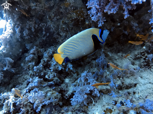 A Emperor Angelfish