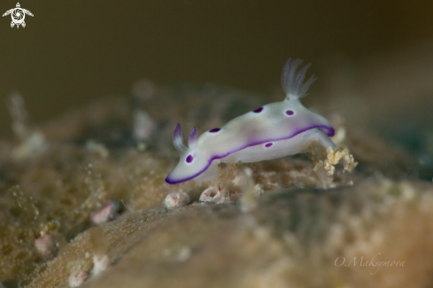 A Nudibranch Hypselodoris tryoni, juvenile