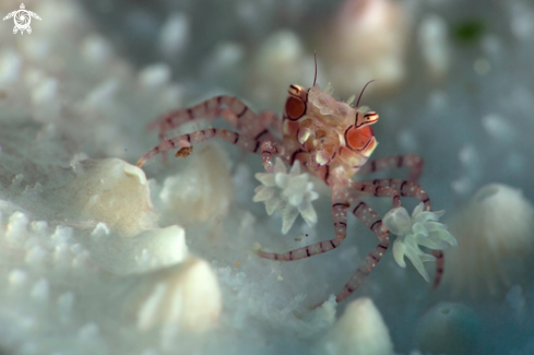 A  Boxer crab (Lybia tesselata )