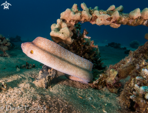 A Grey Morey Eel