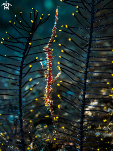 A Ornate Ghost Pipefish