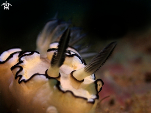 A Glossodoris atromarginata | Glossodoris atromarginata