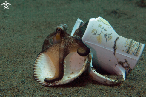 A Coconut octopus (Amphioctopus marginatus)