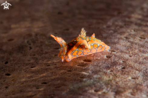 A Psychedelic batwing slug (Sagaminopteron psychedelicum)