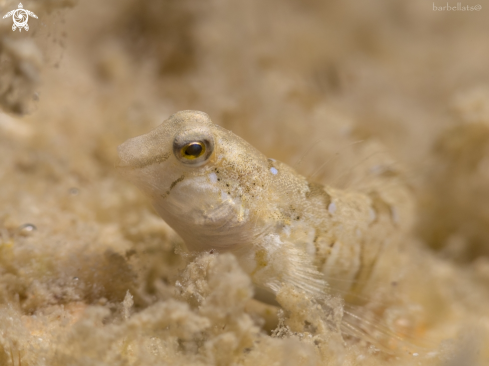 A Coryphoblennius galerita | Fish