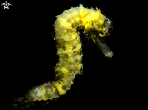 A Seahorse 