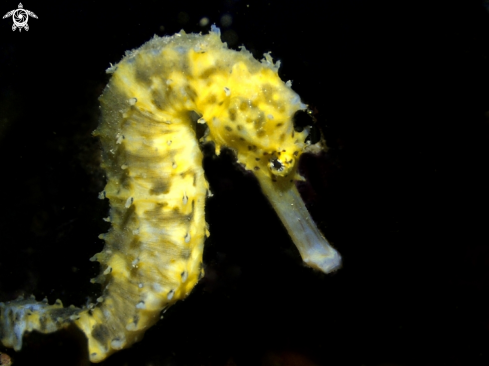 A Juvenile Tigertail Seahorse