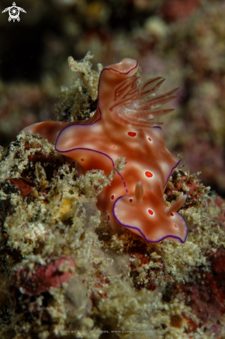 A Ceratosoma trilobatum | Nudibranche