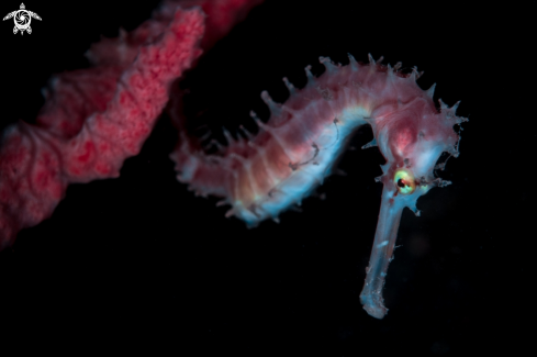 A Hippocampus histrix | Spiny Seahorse