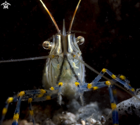 A Rockpool shrimp