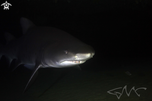 A Carcharias taurus | Grey Nurse Shark