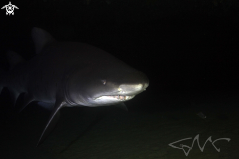 A Grey Nurse Shark