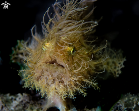 A Hairy frogfish