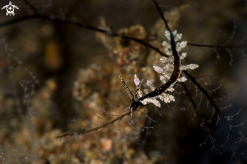 A Nudibranch Eubranchus sp. 25, NSSI 